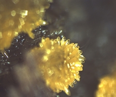 Bactridium ellisii
