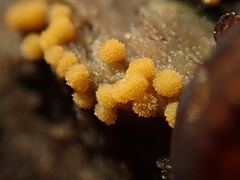 Bactridium ellisii