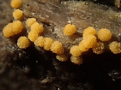 Bactridium ellisii