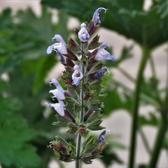 Salvia
