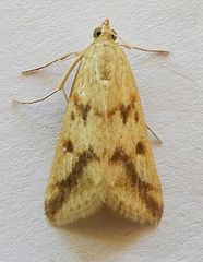 Achyra bifidalis