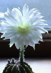 Echinopsis subdenudata