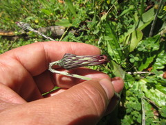 Chaptalia arechavaletae