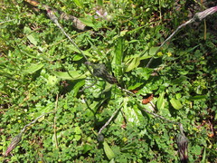 Chaptalia arechavaletae