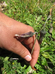 Chaptalia arechavaletae