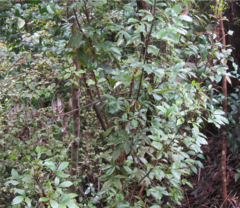 Pseudopanax gilliesii