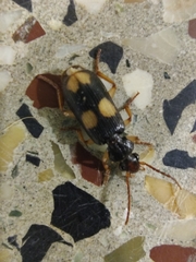 Macrocheilus