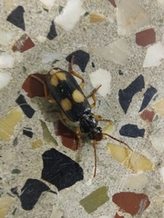 Macrocheilus