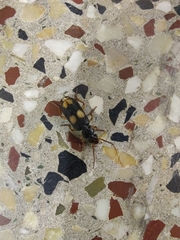 Macrocheilus