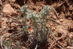 Oreocarya ochroleuca