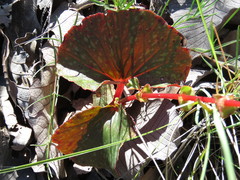 Begonia tapatia