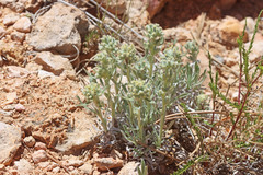 Oreocarya ochroleuca