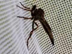 Machimus floridensis