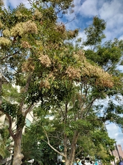 Fraxinus griffithii