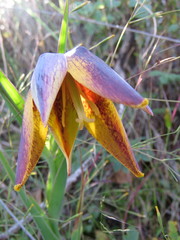 Calochortus purpureus