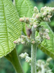 Enchenopa squamigera