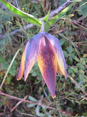 Calochortus purpureus