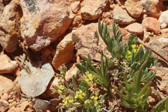 Oreoxis alpina