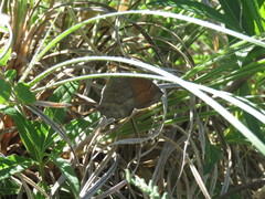 Pindis squamistriga