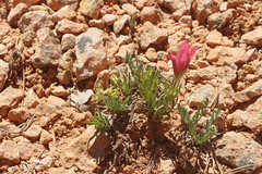 Oreoxis alpina