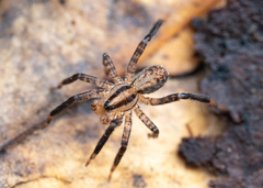 Zora hespera