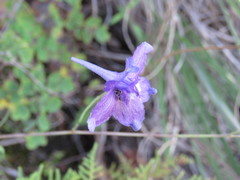 Delphinium pedatisectum