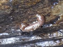 Erpobdellidae