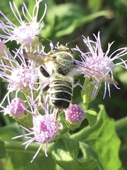 Megachile sidalceae
