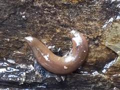 Erpobdellidae