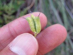 Delphinium pedatisectum