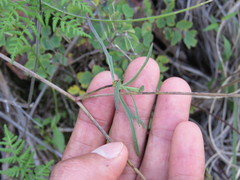 Delphinium pedatisectum