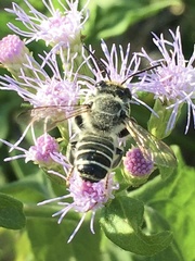 Megachile sidalceae