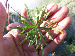 Delphinium pedatisectum