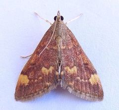 Pyrausta flavibrunnea