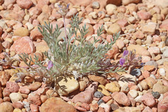 Oxytropis parryi