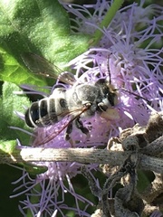Megachile sidalceae