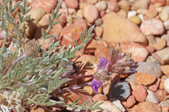 Oxytropis parryi