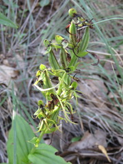 Habenaria novemfida