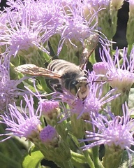Megachile sidalceae