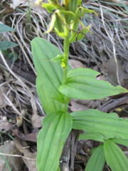 Habenaria novemfida
