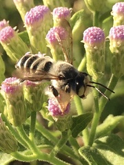 Megachile sidalceae