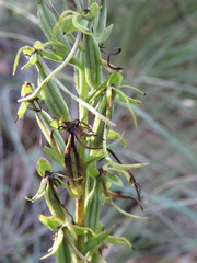 Habenaria novemfida