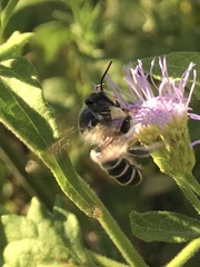 Megachile sidalceae