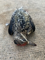 Sphyrapicus varius