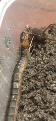 Scolopendra hermosa