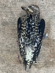 Sphyrapicus varius