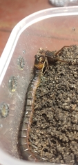 Scolopendra hermosa