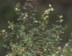 Pomaderris elachophylla