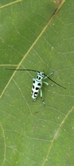 Paraglenea swinhoei