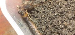 Scolopendra hermosa